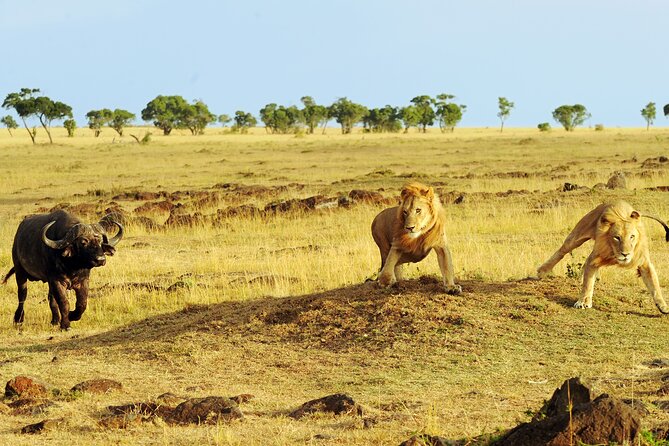 4 days 3 nights Safari- Tarangire, Serengeti and Ngorongoro Crater - Group size, food, and daily comfort