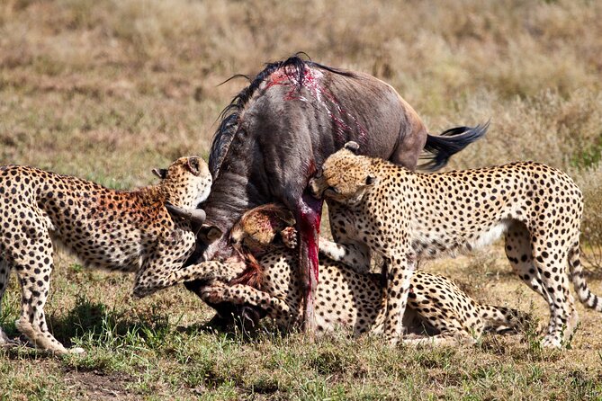 4 days 3 nights Safari- Tarangire, Serengeti and Ngorongoro Crater - Day 1: Elephants and baobabs in Tarangire