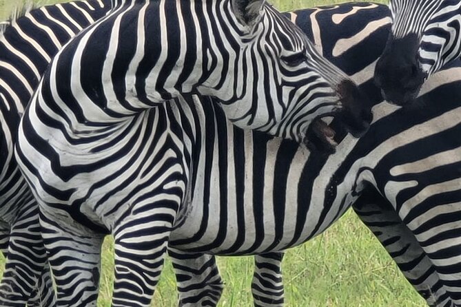 4 Days 3 Nights Safari to Mikumi National Park - Why Mikumi works well from Dar es Salaam