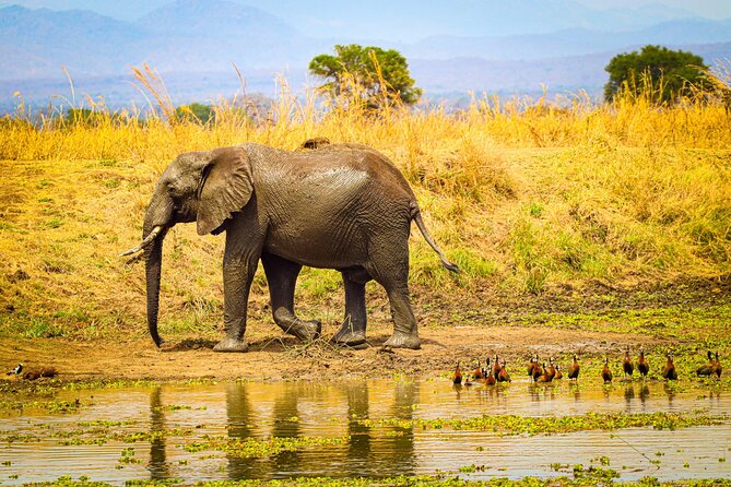 4 Days 3 Nights Safari to Mikumi National Park - Days two and three: more time, better odds