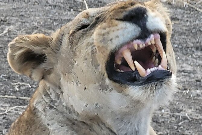 4 Days 3 Nights Safari to Mikumi National Park - Is $1,100 per person good value?