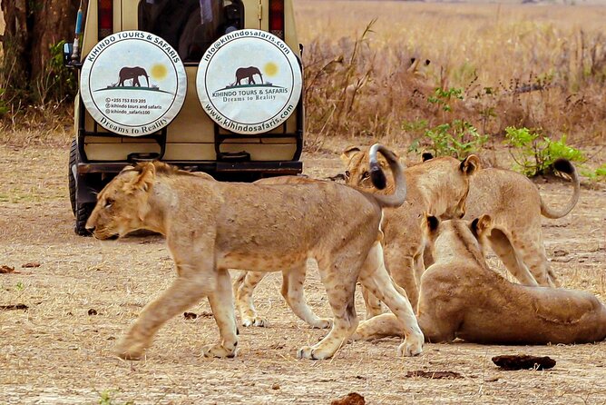 4 Days 3 Nights Safari to Mikumi National Park - The guides and office support matter