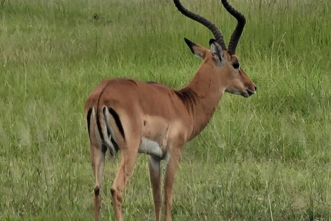 4 Days 3 Nights Safari to Mikumi National Park - What to pack and what to expect