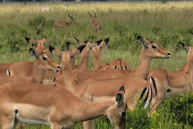 4 Days 3 Nights Safari to Mikumi National Park - Leaving Dar es Salaam in a private vehicle