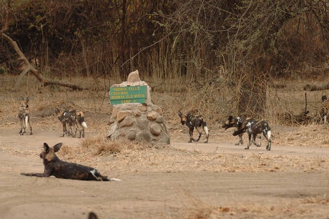 4 days / 3 Nights safari to Ruaha National park - Why Ruaha works for a four-day safari