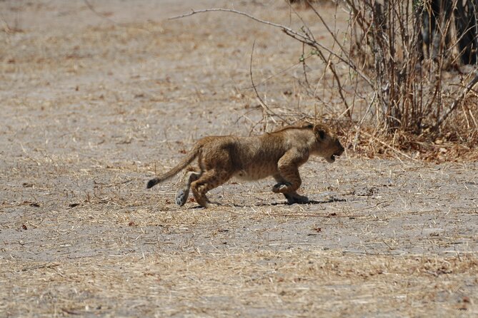 4 days / 3 Nights safari to Ruaha National park - Day four, one last drive before Iringa