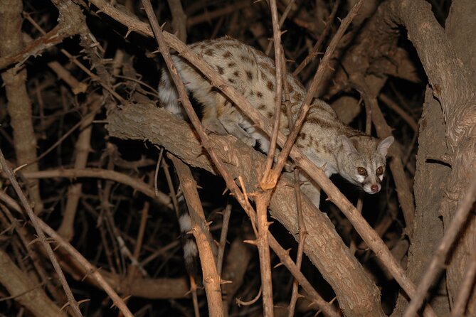 4 days / 3 Nights safari to Ruaha National park - The guide and the private format