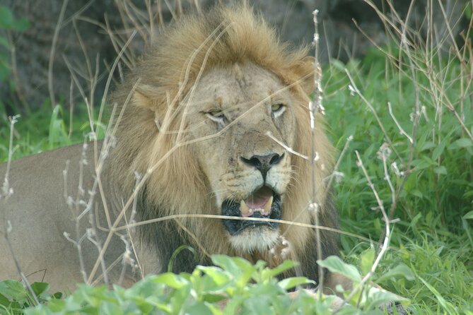 4 days / 3 Nights safari to Ruaha National park - Day three, walking beside the Great Ruaha River