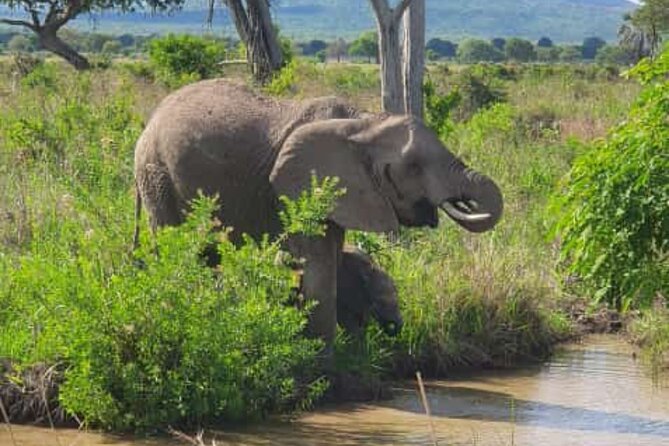 4 Days 3 Nights Selous (Nyerere national park) & Mikumi Adventure - Key points before you book