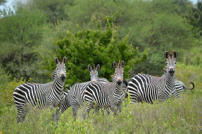 4 Days 3 Nights Selous (Nyerere national park) & Mikumi Adventure - Day 2: A full day in Nyerere National Park