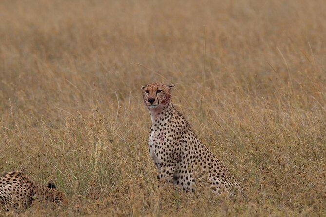 4 Days 3 Nights Tanzanian Budget Safari Tour - Day 3: a full day across the Serengeti plains