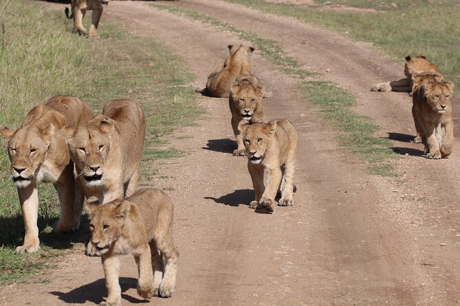4 Days 3 Nights Tanzanian Budget Safari Tour - Day 2: looking into Ngorongoro Crater