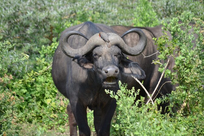 4 days adventure camping safari - Day three: the Serengeti from first light to the exit road