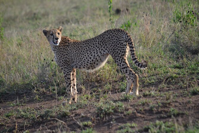 4 days adventure camping safari - Guides, driving, and the value of the vehicle