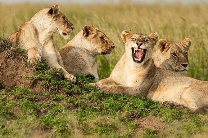 4-Days Adventure Camping Safari to Tarangire, Serengeti & Ngorongoro - Day four: searching for the Big Five in Ngorongoro