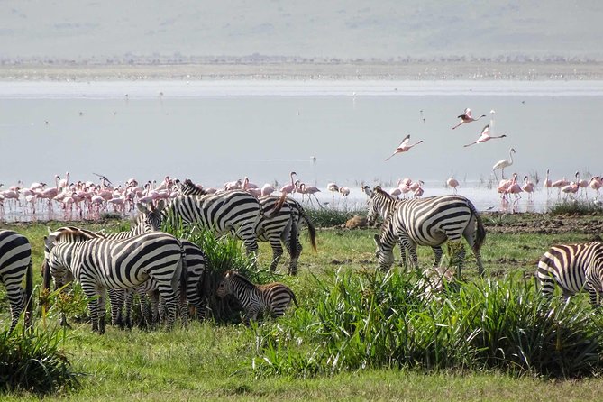 4-Days Adventure Camping Safari to Tarangire, Serengeti & Ngorongoro - Day two: reaching the Serengeti for sunset