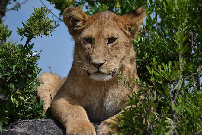 4 days Awesome Luxury safari Tarangire Serengeti & Ngorongoro - Day 3: Sunrise and predator country