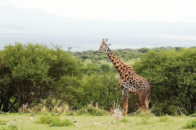 4 days Awesome Luxury safari Tarangire Serengeti & Ngorongoro - The hard parts of this four-day schedule
