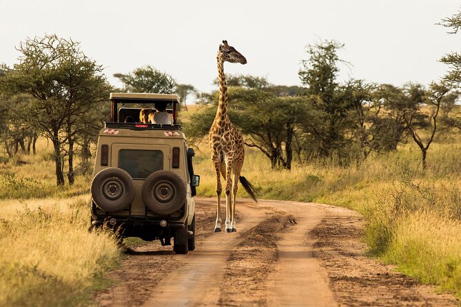 4 days Awesome Luxury safari Tarangire Serengeti & Ngorongoro - Day 1: Tarangire’s elephants and baobabs