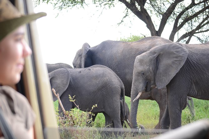 4 days Best experience Kilimanjaro Hike, Serengeti &Ngorongoro - Day 1: Materuni village, coffee, and Chemka water
