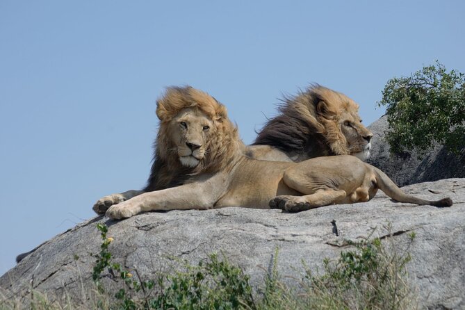 4 days Best experience Kilimanjaro Hike, Serengeti &Ngorongoro - Day 3: From Seronera to the Ngorongoro rim
