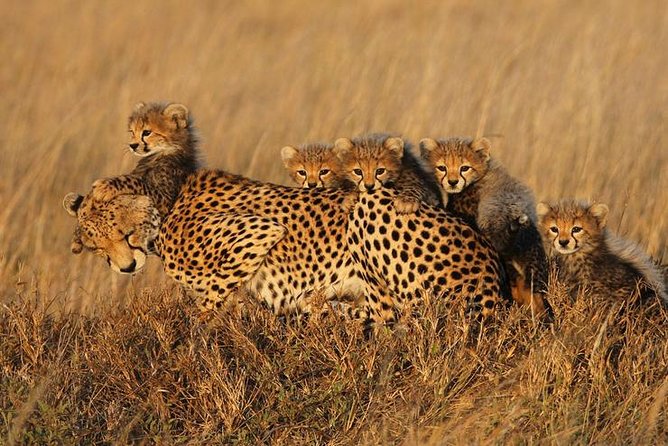 4 days Best experience Kilimanjaro Hike, Serengeti &Ngorongoro - Day 4: Down into the crater