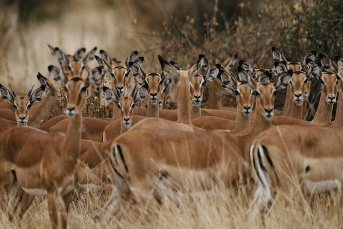 4 days Best experience Kilimanjaro Hike, Serengeti &Ngorongoro - Wildlife value in only four days