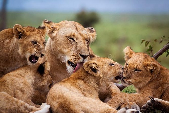 4 days Best experience Kilimanjaro Hike, Serengeti &Ngorongoro - Food, camping, and vehicle comfort