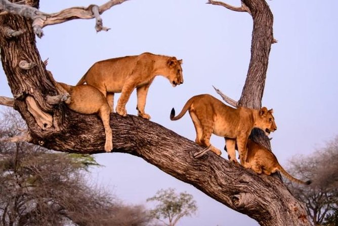 4 days Best experience Kilimanjaro Hike, Serengeti &Ngorongoro - Value, booking details, and who should choose it