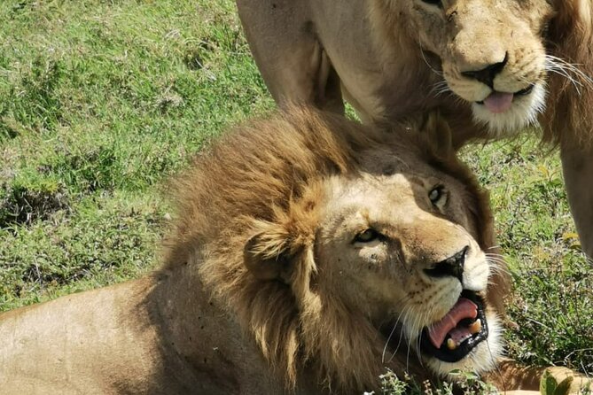 4 Days Big 5 Tour & Cultural Experience - Who will enjoy this safari most