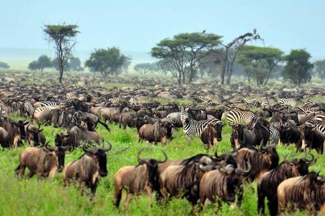 4: days Big five safari - Day 3: Lake Manyara’s forest, birds, and hot spring