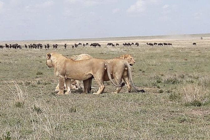 4: days Big five safari - Who gets the best value from this trip