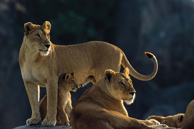 4 Days Experience big five in Tarangire, Serengeti & Ngorongoro Safari - Day 3: A sunrise game drive and the road to Ngorongoro