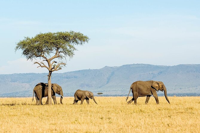 4 Days Experience big five in Tarangire, Serengeti & Ngorongoro Safari - Day 4: Into Ngorongoro Crater