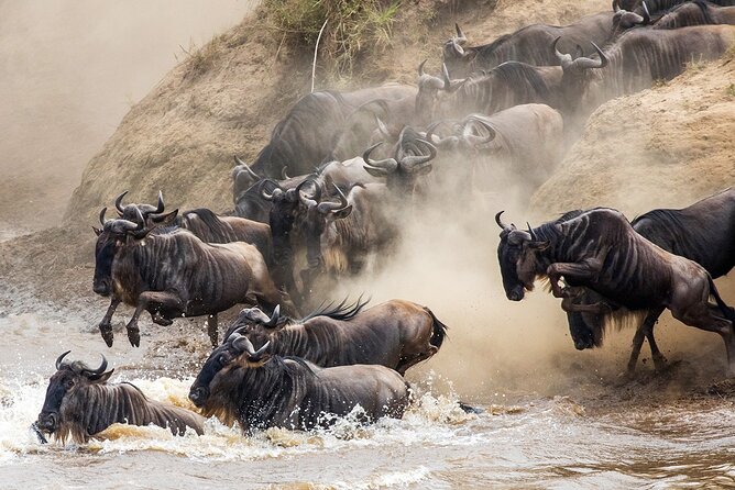 4 Days Experience big five in Tarangire, Serengeti & Ngorongoro Safari - The shared vehicle and guide experience