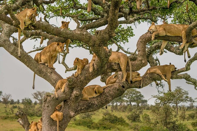 4 Days Experience big five in Tarangire, Serengeti & Ngorongoro Safari - Who should choose this four-day safari?