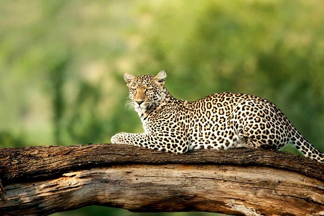 4 Days Experience big five in Tarangire, Serengeti & Ngorongoro Safari - Day 1: Tarangire’s elephants and baobabs