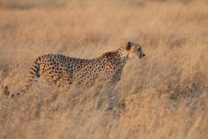 4 Days Game drives Safari Tarangire, Serengeti and Ngorongoro Crater - Day 3: A proper Serengeti morning, then Ngorongoro