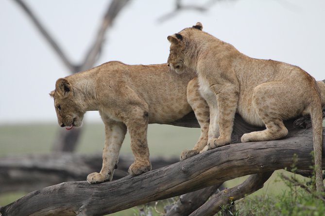 4 Days Game drives Safari Tarangire, Serengeti and Ngorongoro Crater - Day 4: Ngorongoro Crater and the final drive
