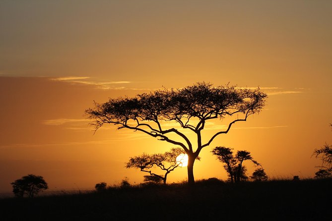 4 Days Game drives Safari Tarangire, Serengeti and Ngorongoro Crater - Day 2: Olduvai Gorge and the long road to Serengeti