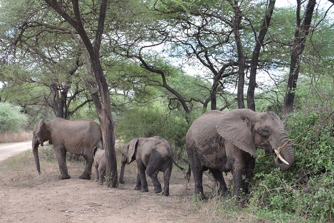 4 Days Group Camping Safari - The guide can make or break the safari