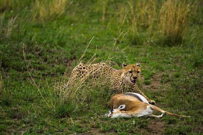 4 Days Group Joining Camping Safari to Tarangire Serengeti Ngorongoro Crater - The guide can shape the whole experience