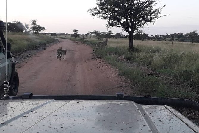 4 Days Group Joining Camping Safari to Tarangire Serengeti Ngorongoro Crater - Who should book this safari?