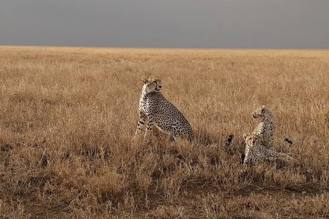 4 Days Group Joining Camping Safari to Tarangire Serengeti Ngorongoro Crater - Should you book the $970 camping safari?