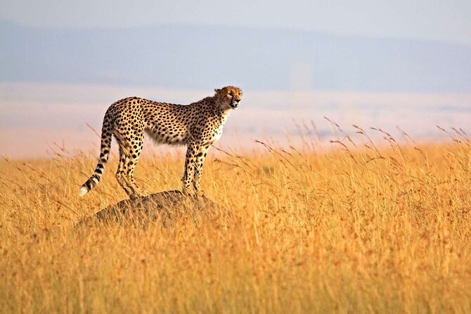 4 Days Group Joining Camping Tanzania safari - Day 2: the long road into Serengeti