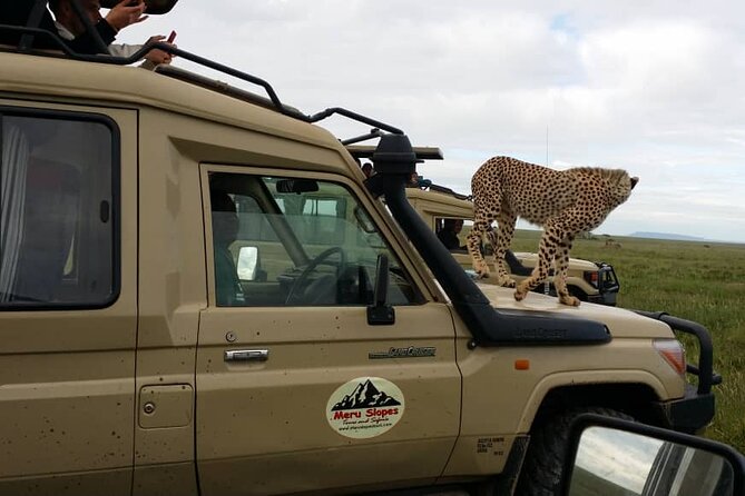 4 Days Join Group tour Tarangire Serengeti and Ngorongoro crater - Day three: an early Serengeti game drive and the crater rim
