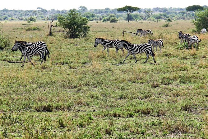 4 Days Join Group tour Tarangire Serengeti and Ngorongoro crater - Day two: from highland farms to the Serengeti plains