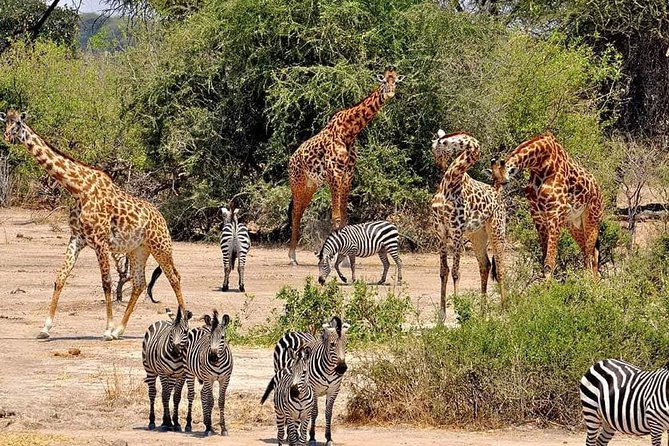 4 Days Joined Group Safari Serengeti,Ngorongoro and Tarangire National Parks - Day 3: Early light in Seronera Valley
