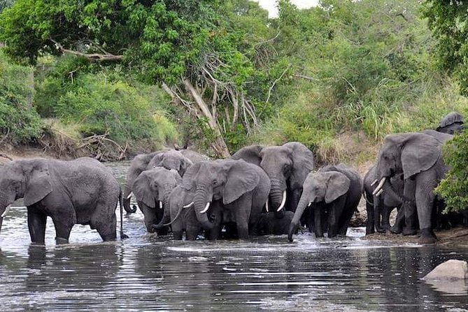 4 Days Joined Group Safari Serengeti,Ngorongoro and Tarangire National Parks - Day 4: Ngorongoro Crater and the final wildlife drive