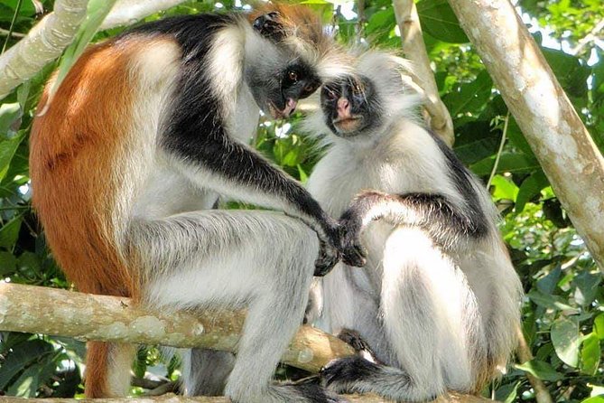 4 Days Joined Group Safari Serengeti,Ngorongoro and Tarangire National Parks - Group size, guides, and language